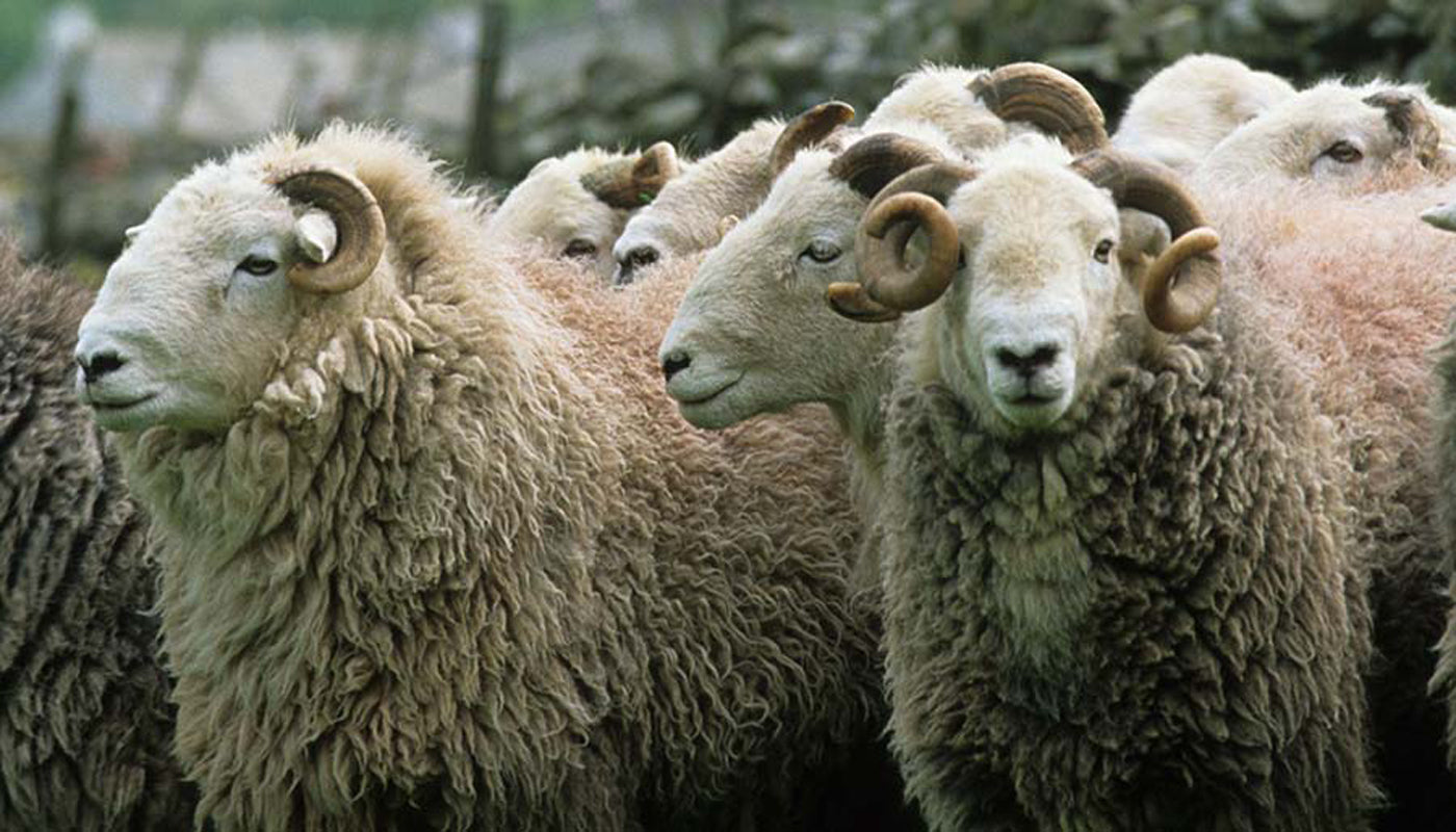 Why Wool: A Guide to the Eco-Properties of this Natural Fiber – JAK W