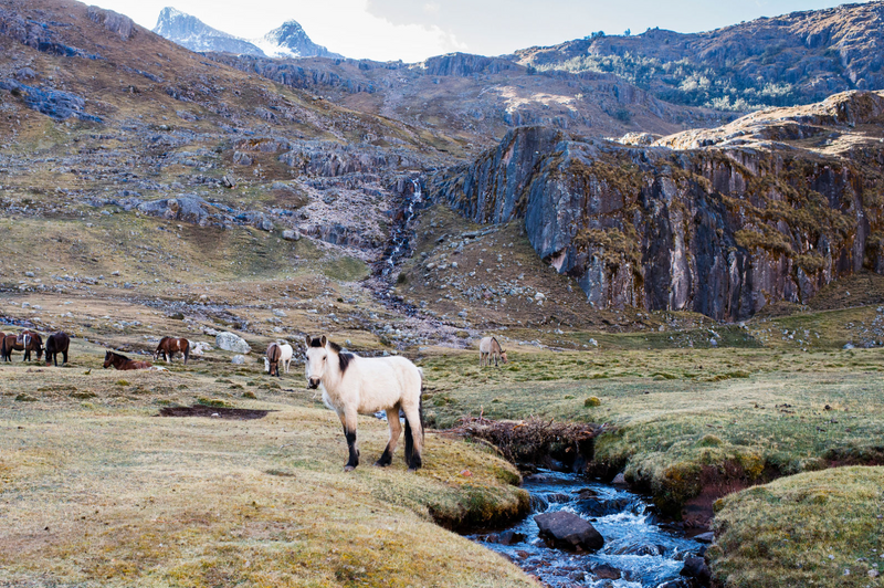 "Andean Horses" Framed Print Art Print Lindsay Upson Photography