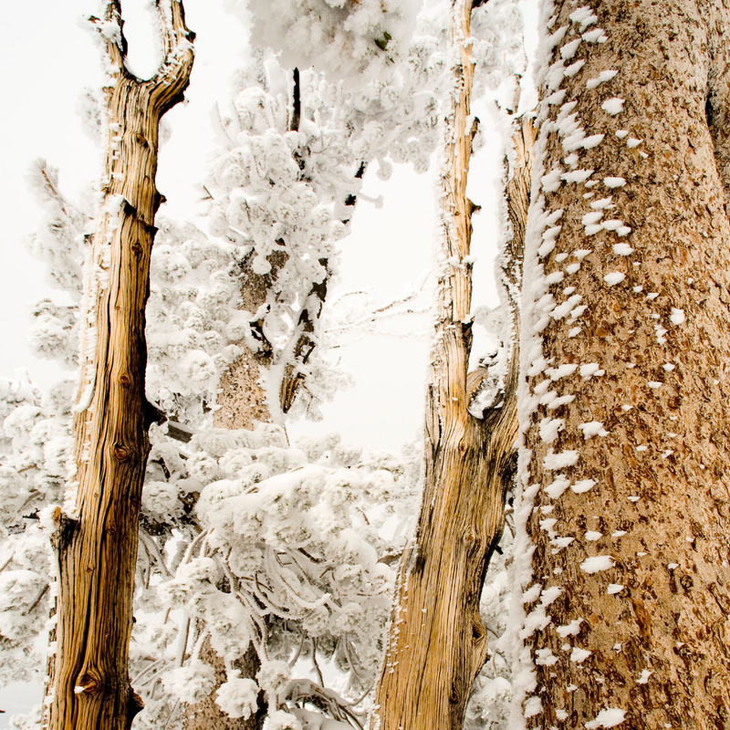 "Winter Trees, Sierras California" Framed Print Art Print Lindsay Upson Photography