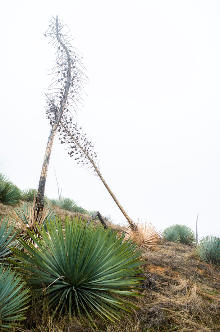 "Off the Beaten Path" Framed Print Art Print Lindsay Upson Photography